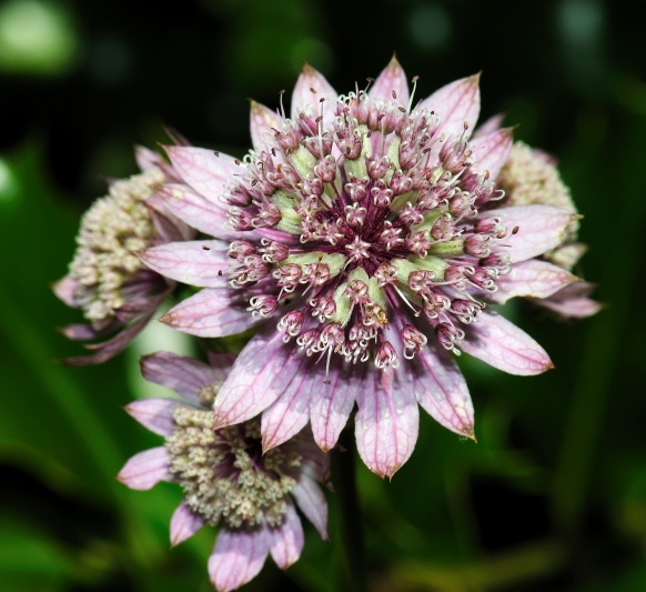 Astrantia major